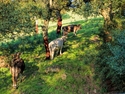 Kühe Sardinien Agro