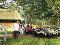Unsere Gäste am 5 Juli 2014 bei einer Schafherde in der Heide.